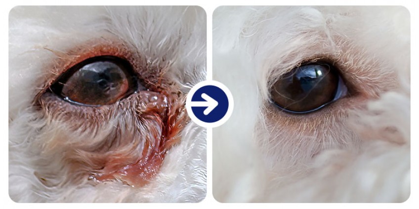 Best Pet Eye Hygiene and Health in Less Than 5 Days