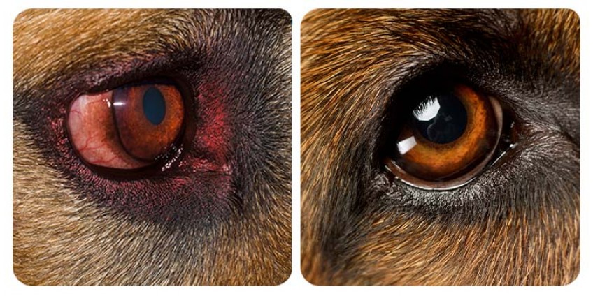 The Best Dog Eye Health Support