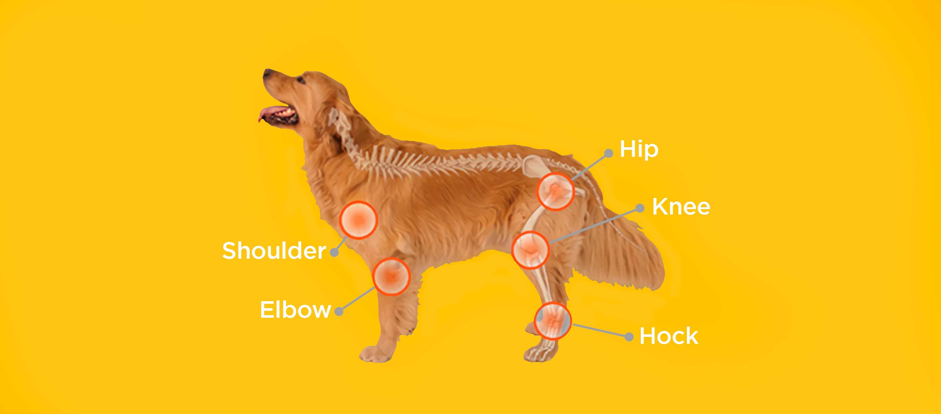 Pupex Joint & Mobility Support